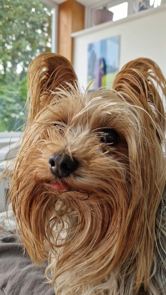 Split ends... Do you have them? Can they be avoided?